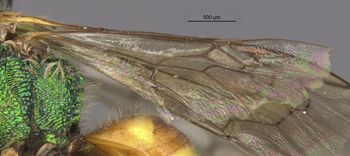 Media type: image;   Entomology 32616 Aspect: Wing hind